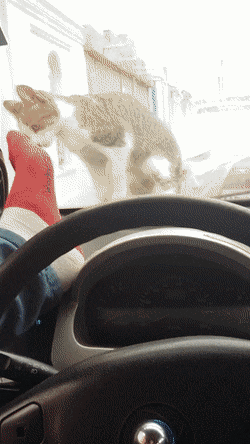 65.gif