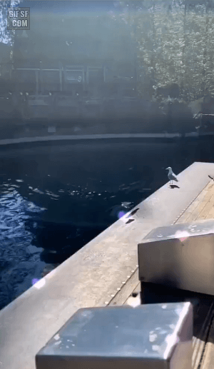 xj6cho7.gif