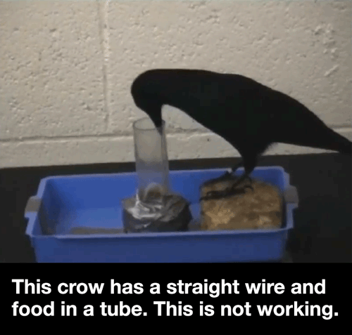 20190407203705_6af67e082a455189f25a3e59546b2d99_vo6g.gif