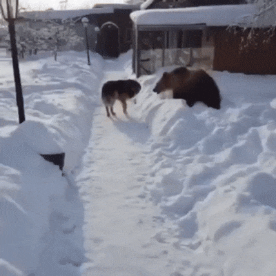  러시아서 개로 산다는 건 ... | 인스티즈