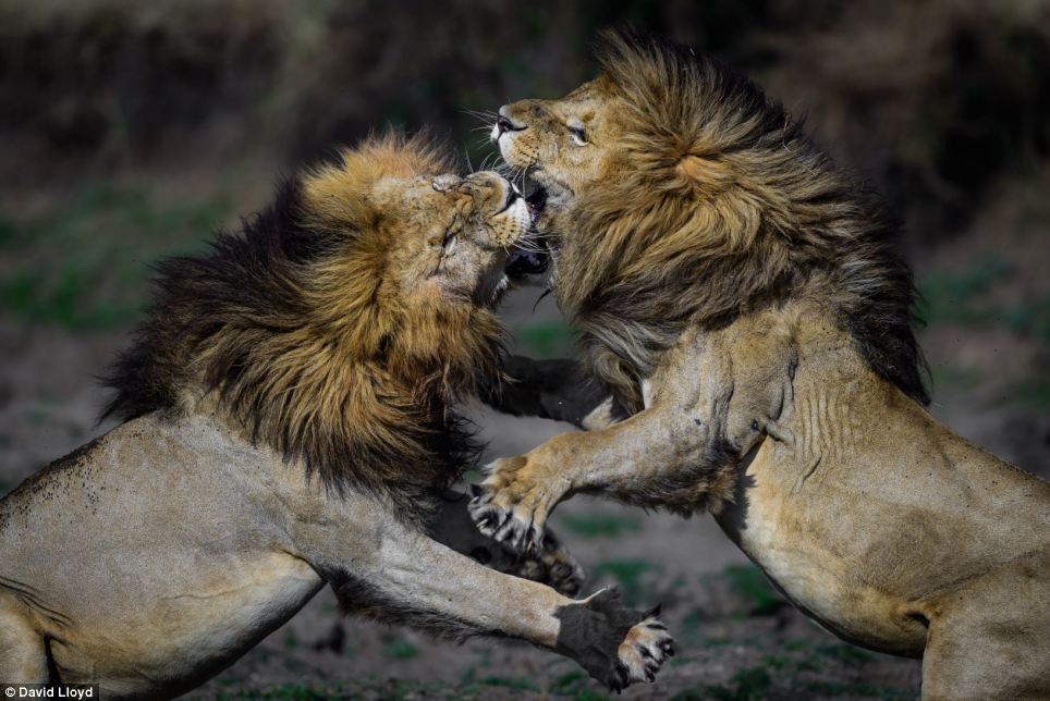 lionfight.jpg