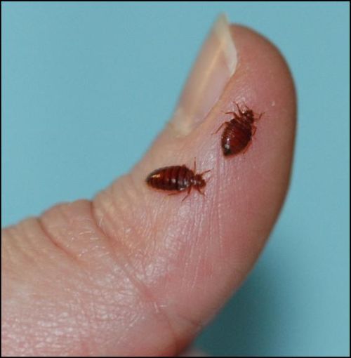 Pictures-of-Bed-bugs8.jpg