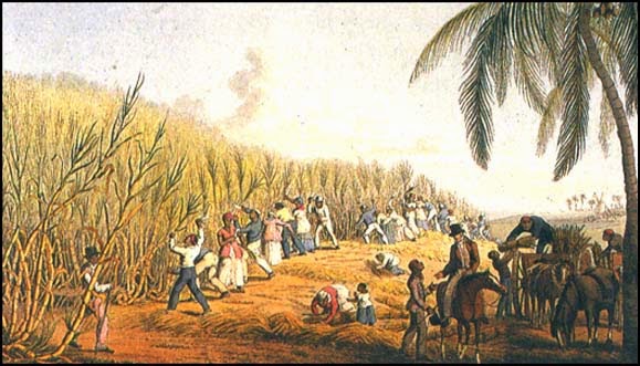 sugar plantation harvesting.jpg