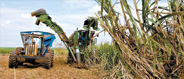 브라질사탕수수수확.jpg