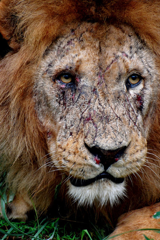cool-lion-face-wound-scars.jpg