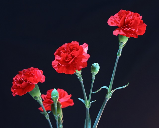 red-carnations-72691_640.jpg
