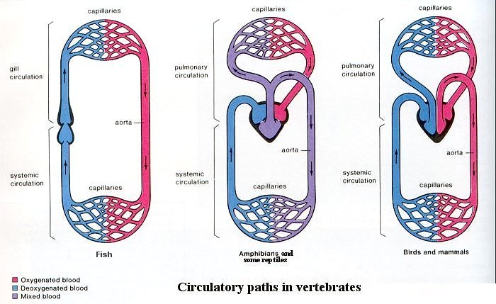 I10-82-circulatory.jpg