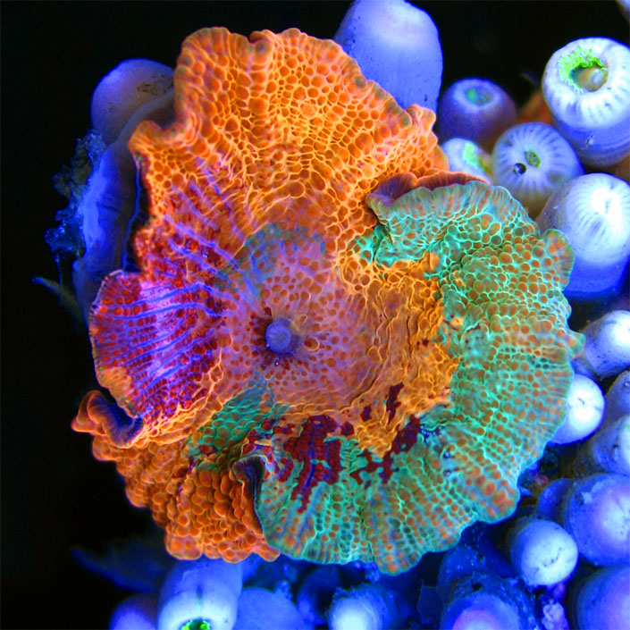 Sexy-Corals-Super-Schroom.jpg
