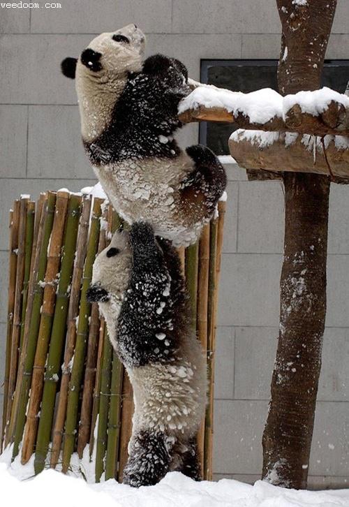 panda_cooperation.jpg