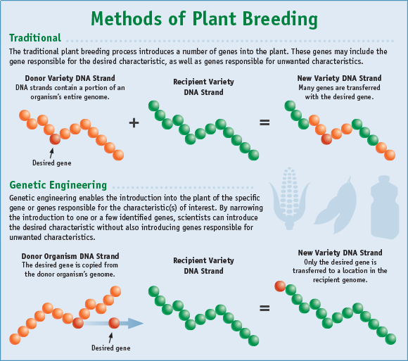 traditional_breeding_vs_genetic_engineering.png