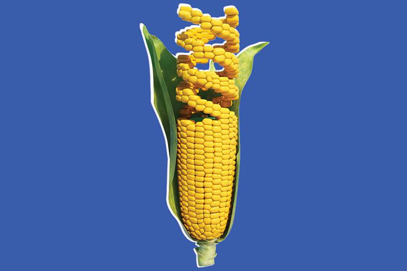 23-gmo-corn.w536.h357.2x.jpg