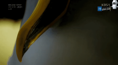 ezgif.com-gif-maker (5).gif