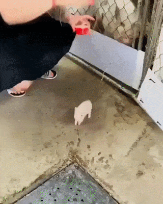 175c92c2e384d26ac.gif