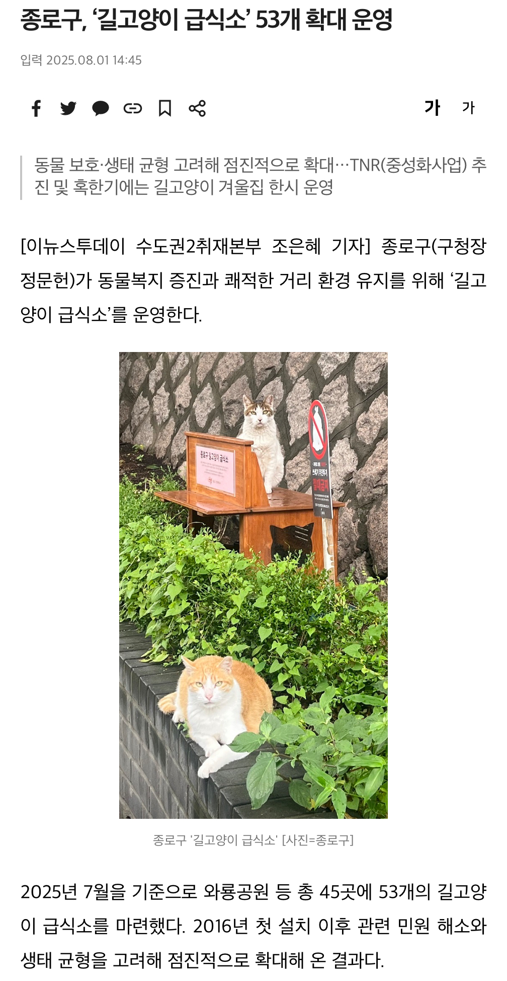 길고양이.jpeg