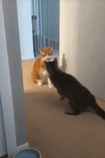 SmartSelect_20210701-231837_Instagram.gif