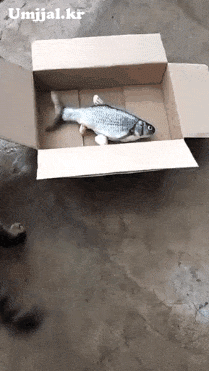 rodk1615193765_980616062.gif