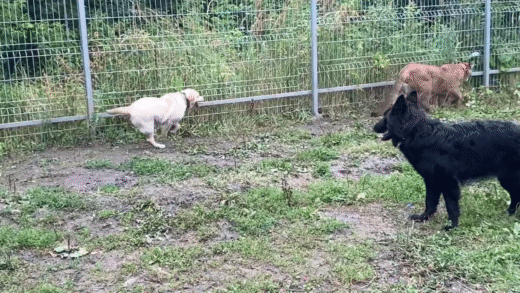 Снова_в_школе_Месси_вернулся_к_тренировкам.gif