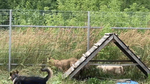 Снова_в_школе_Месси_вернулся_к_тренировкам (1).gif