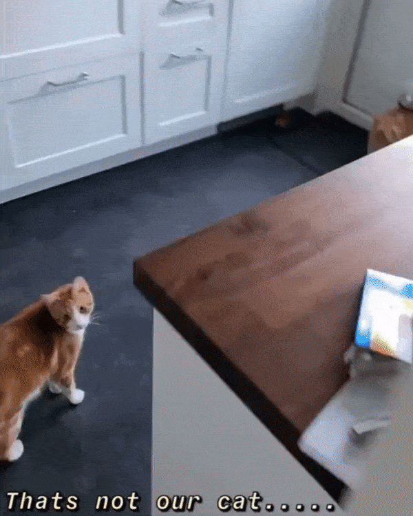 eaac1747a2022958a3794a6b73aa4d20.gif
