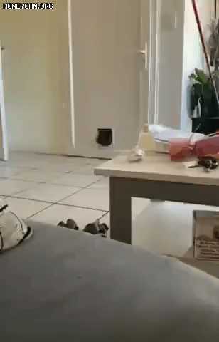 고양이의  선물.gif