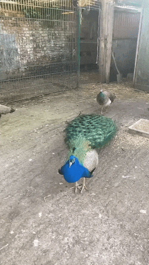 ezgif.com-gif-maker - 2021-05-31T202036.064.gif