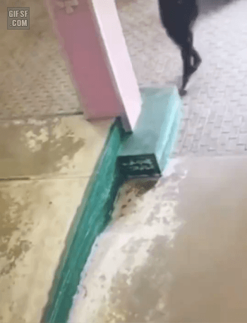 gifsf.com_0003 (1).gif