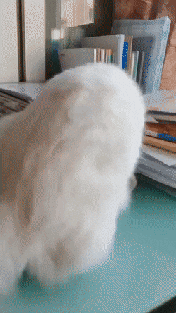 AbandonedVagueCony-size_restricted.gif