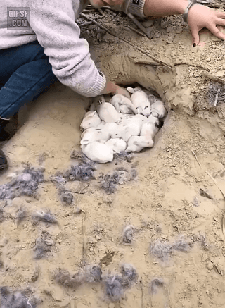 gifsf.com_0027.gif