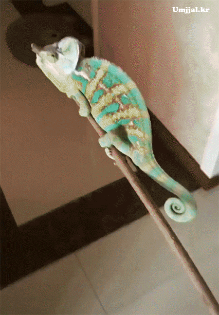 umjjal_kr_172.gif