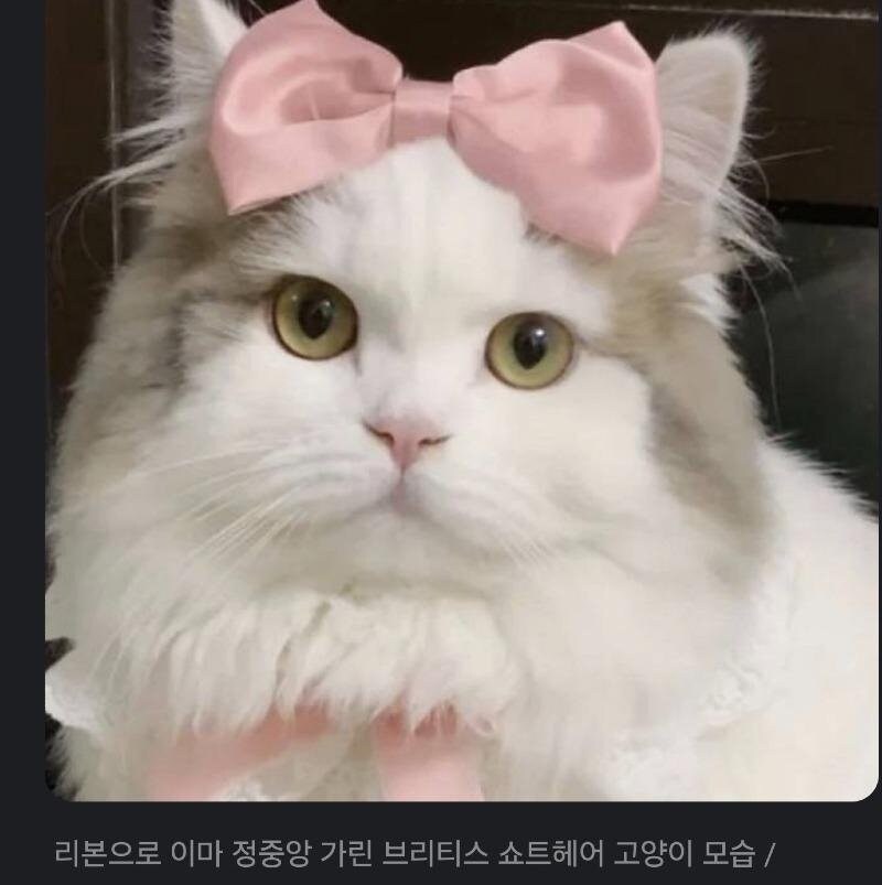 이미지를 불러오는데 실패했습니다.