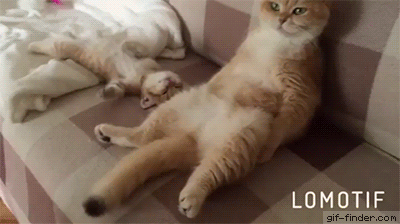 15f715ef5e51a316.gif
