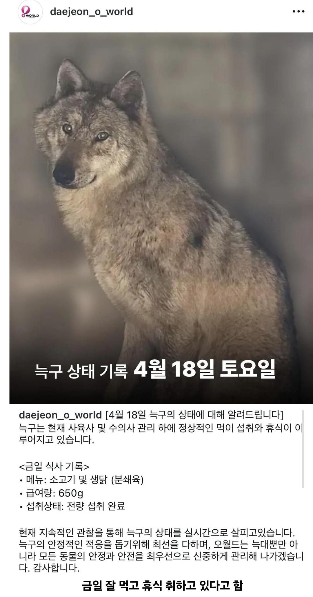 늑구.jpg