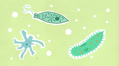 단세포 생물.png