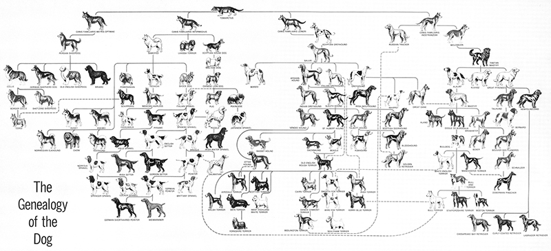 Genealogy-of-the-dog-low-res.jpg