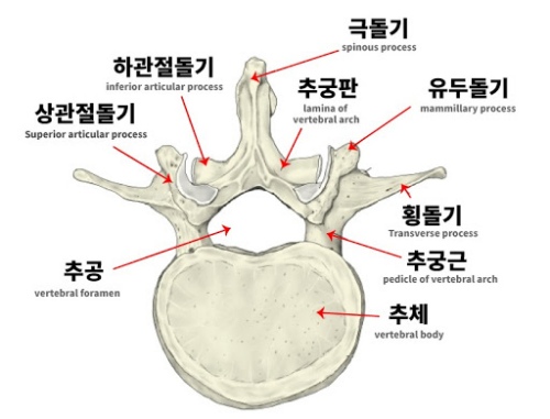 12-vertebral bone.jpg