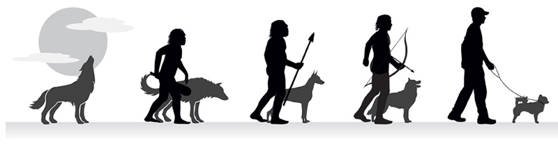 evolution-of-man-and-dog.jpg