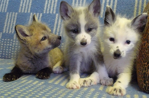 Domestic-Fox-Cubs.jpg