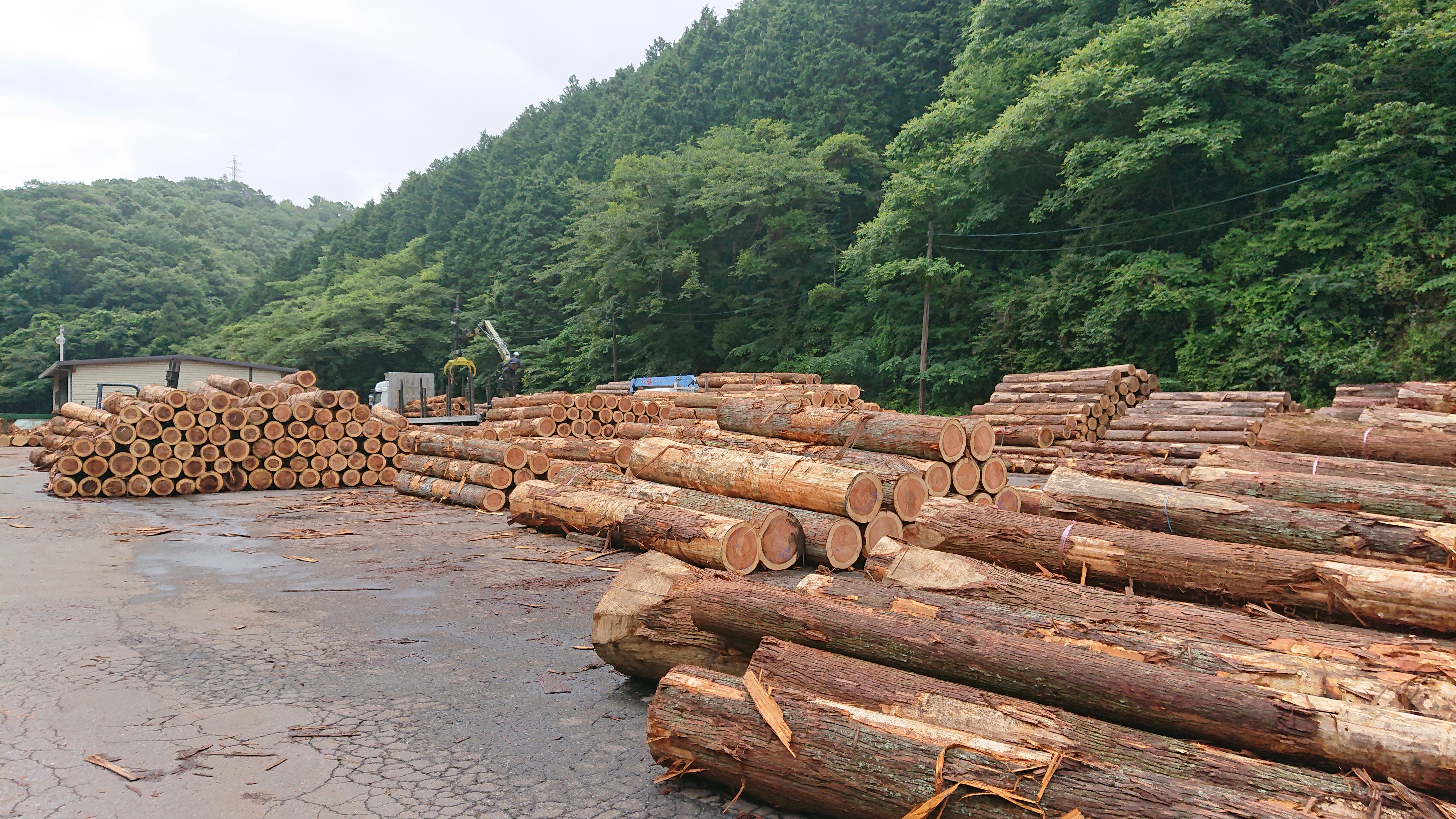 ⑦2021年ウッドショックでバブル経済を享受していた福島県産木材。いわき市内の木材工場にて（原発から４０キロ地点）。2021年の東京オリンピック施設建設に当たり、福島木材が使用。放射能線量は測定されているが、食料や空間線量と違い、「基準値」がない。つまり、汚染されていても販売を阻止するストッパーがないということなのか？　2021年6月撮影PG.JPG