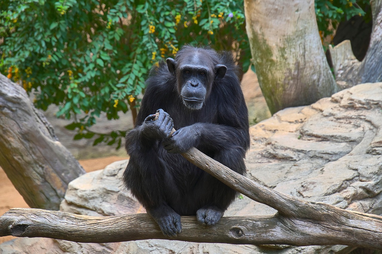 chimpanzee.jpg
