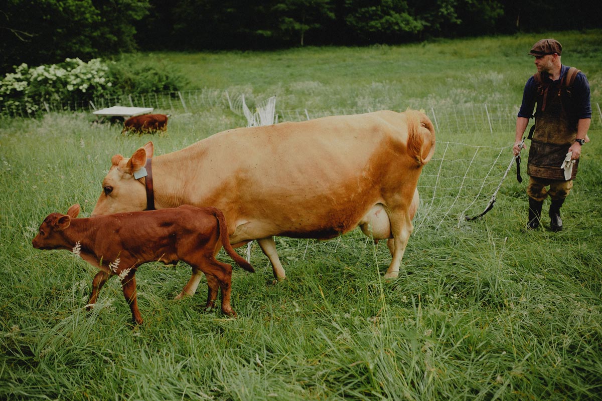 Cow-and-Calf_JR.jpg