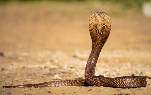 20-cobra_2.jpg