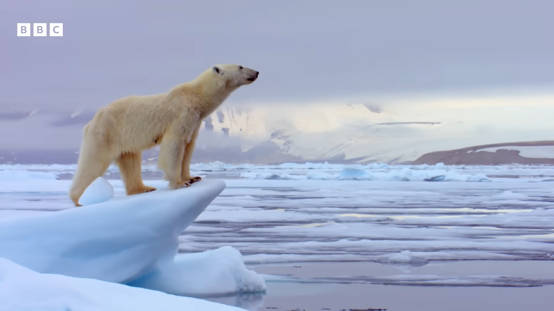 100 years of Sir David Attenborough - BBC 0-4 screenshot.png