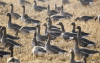 [생활]생존이 먼저다, 강화상륙작전 18 : 호주발 시베리아행 새들의 쉼터 강화 (에필로그 : AI, 철새는 죄가 없다)