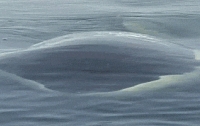 [동물]사파리매거진2580 - 범고래 편