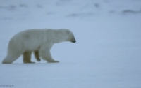 [동물]사파리매거진2580 - 북극곰편