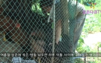 노상원에 대한 나의 관점2: 닭 편