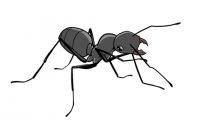 만화로 배우는 곤충의 진화22 : 가장 성공한 곤충, 개미